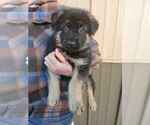 Puppy Puppy 3 German Shepherd Dog
