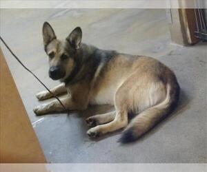 German Shepherd Dog-Unknown Mix Dogs for adoption in Sacramento, CA, USA