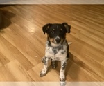 Puppy 0 Australian Cattle Dog-Border Collie Mix