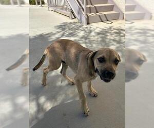 German Shepherd Dog-Unknown Mix Dogs for adoption in HESPERIA, CA, USA
