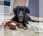 Small #2 Border Collie Mix