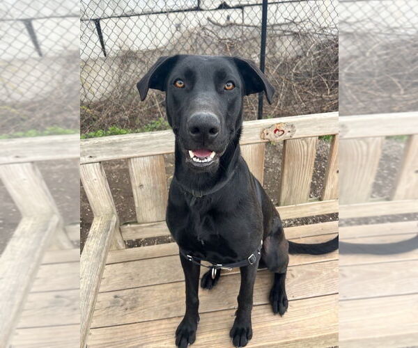 Medium Photo #6 Great Dane-Unknown Mix Puppy For Sale in Elmsford, NY, USA