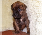 Small Photo #8 Bullmastiff Puppy For Sale in VERONA, MO, USA