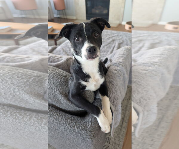 Medium Photo #1 Border Collie-Chihuahua Mix Puppy For Sale in Aurora, CO, USA