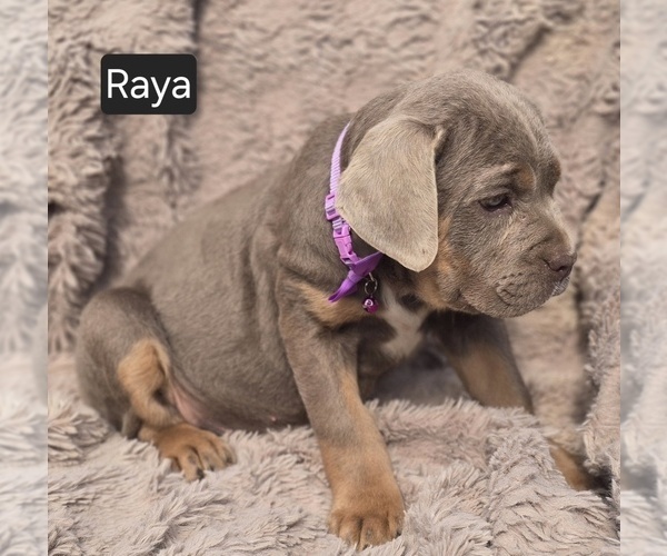 Medium Photo #3 Cane Corso Puppy For Sale in MINERAL WELLS, WV, USA