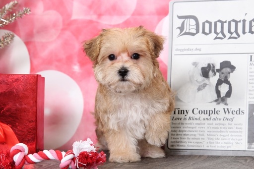 Medium Photo #4 Poodle (Toy)-Yorkshire Terrier Mix Puppy For Sale in BEL AIR, MD, USA