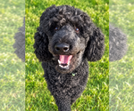 Jake Sep 26 - Male Poodle (Standard) Dog for Adoption - Small photo