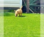 Small Photo #9 Miniature Bull Terrier Puppy For Sale in POMPANO BEACH, FL, USA