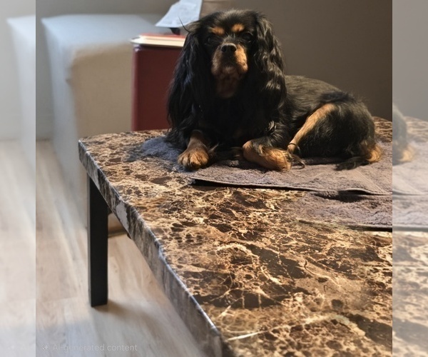 Medium Photo #7 Cavalier King Charles Spaniel Puppy For Sale in LAURENS, SC, USA