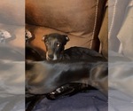 Small Photo #1 Italian Greyhound Puppy For Sale in STILLWATER, OK, USA
