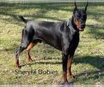 Small Photo #1 Doberman Pinscher Puppy For Sale in CONROE, TX, USA