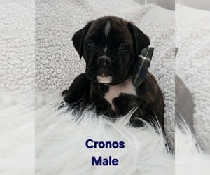 Boxer Puppy for sale in HILLSBORO, MO, USA