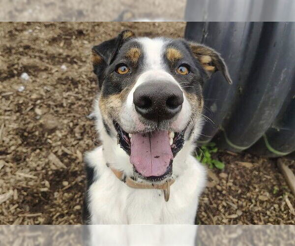 Medium Photo #2 Border Collie-Unknown Mix Puppy For Sale in McKinleyville, CA, USA