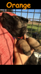 Small Photo #17 German Shepherd Dog Puppy For Sale in BROOKEVILLE, MD, USA