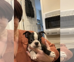 Boston Terrier Puppy for sale in FREDONIA, KS, USA