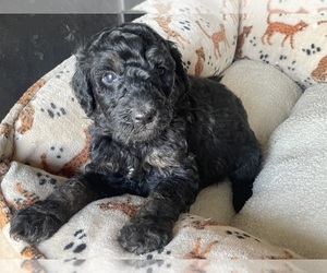 Labradoodle Puppy for Sale in CRAIG, Nebraska USA