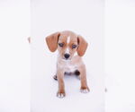 Small #5 Chiweenie