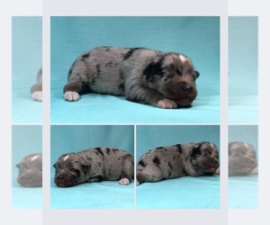 Miniature Australian Shepherd Puppy for sale in BROOKER, FL, USA