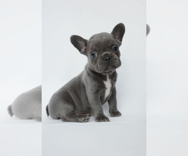 Medium Photo #1 French Bulldog Puppy For Sale in NEW ORLEANS, LA, USA