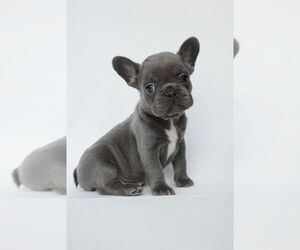 Medium French Bulldog