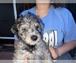 Small Photo #10 Aussiedoodle-Goldendoodle Mix Puppy For Sale in ETOWAH, TN, USA