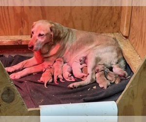 Labrador Retriever Puppy for Sale in DE MOSSVILLE, Kentucky USA