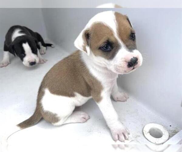 Medium Photo #1 Mutt Puppy For Sale in Houston, TX, USA