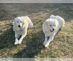 Small #3 Great Pyrenees