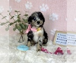 Small #4 Bernedoodle (Miniature)