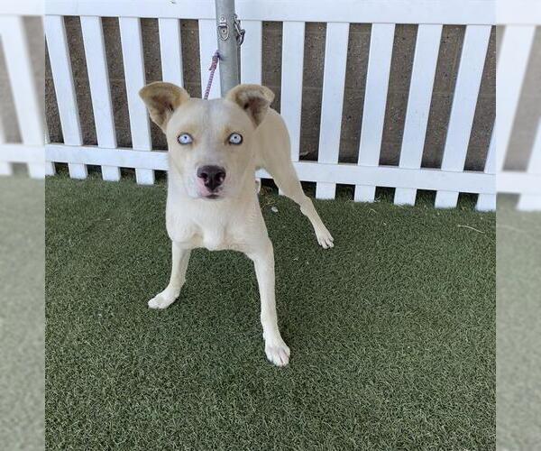 Medium Photo #1 Siberian Husky-Unknown Mix Puppy For Sale in Modesto, CA, USA