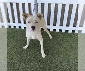 Siberian Husky-Unknown Mix Dogs for adoption in Modesto, CA, USA