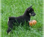 Small Photo #4 Shiba Inu Puppy For Sale in THREE RIVERS, MI, USA