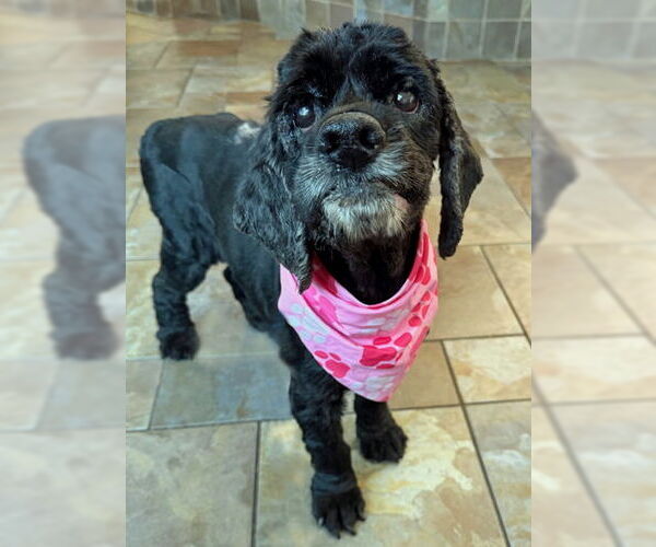 Medium Photo #3 Cocker Spaniel-Unknown Mix Puppy For Sale in Arlington, VA, USA