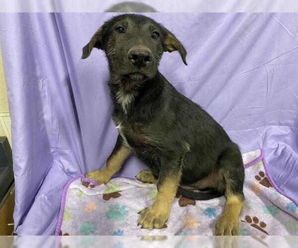 Medium Photo #1 German Shepherd Dog-Unknown Mix Puppy For Sale in Modesto, CA, USA