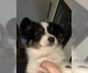 Papillon Puppy for sale in WISC DELLS, WI, USA