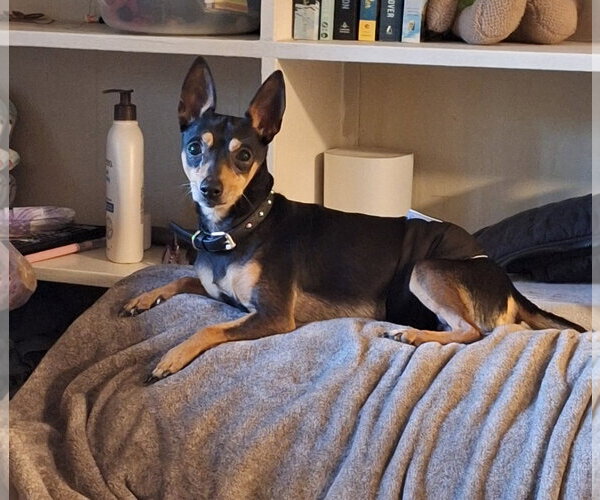 Medium Photo #1 Miniature Pinscher-Unknown Mix Puppy For Sale in Mobile, AL, USA