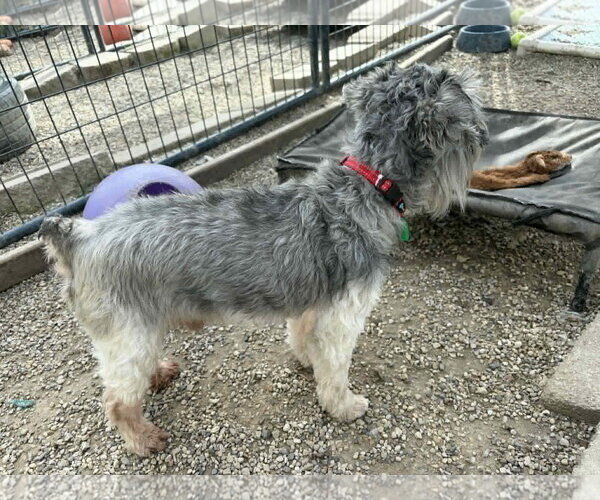 Medium Photo #4 - Mix Puppy For Sale in Mukwonago, WI, USA