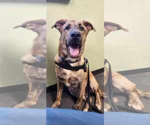 Lando - Male German Shepherd Dog-Great Pyrenees Mix Dog for Adoption - Photo #7