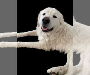 Great Pyrenees-Unknown Mix Dogs for adoption in Salt Lake City, UT, USA