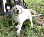 Small Photo #7 Labrador Retriever Puppy For Sale in NORWALK, CT, USA
