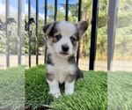 Puppy 5 Aussie-Corgi