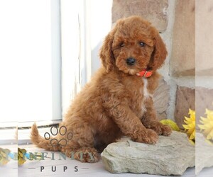 Goldendoodle Puppy for sale in GORDONVILLE, PA, USA