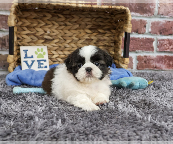 Medium Photo #6 Shih Tzu Puppy For Sale in SYRACUSE, IN, USA
