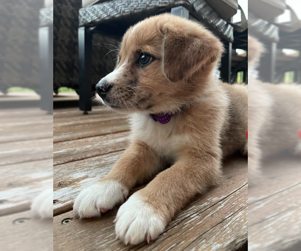 Medium Photo #2 English Shepherd-Unknown Mix Puppy For Sale in Brooklyn Center, MN, USA