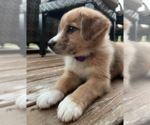 Small #1 English Shepherd Mix