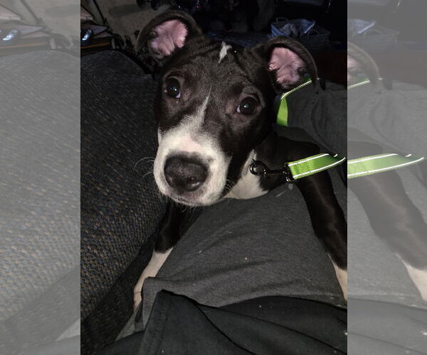 Medium Photo #2 Mutt Puppy For Sale in Princeton, MN, USA