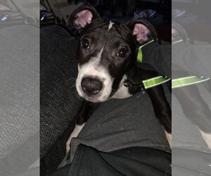 Squeak - Female Mutt Dog for Adoption - Photo #2