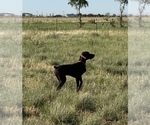 Small #5 German Shorthaired Pointer