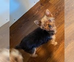 Small Photo #1 Yorkshire Terrier Puppy For Sale in HYGIENE, CO, USA