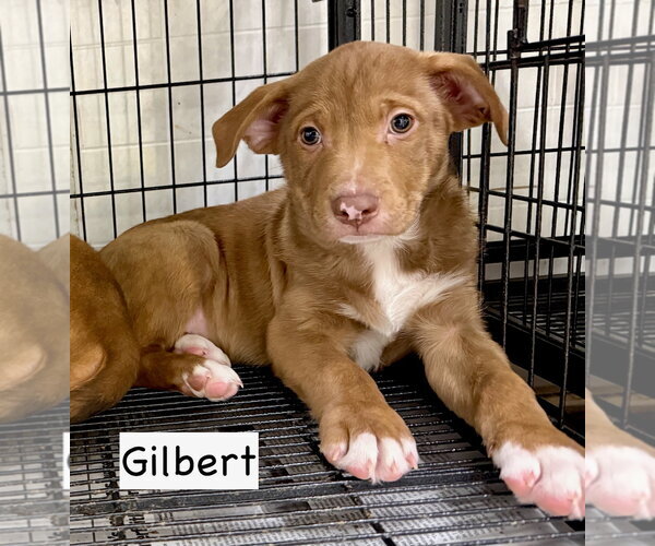 Medium Photo #4 Boxer-Unknown Mix Puppy For Sale in Gilberts, IL, USA